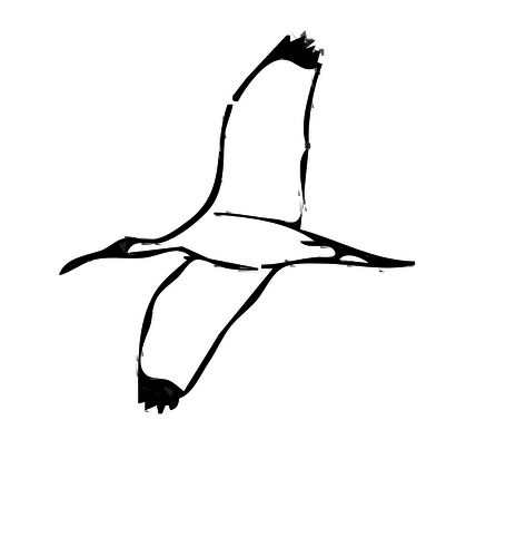 Wood Ibis bird vector image